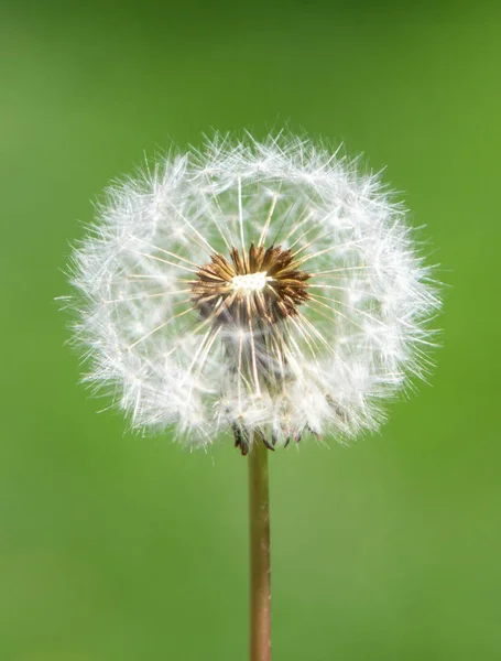 Bianco Morbido Fiore Tarassaco Uno Sfondo Sfocato — Foto Stock