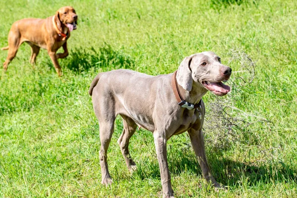 Hond Jagen Natuurgroen Veld Zomer — Stockfoto