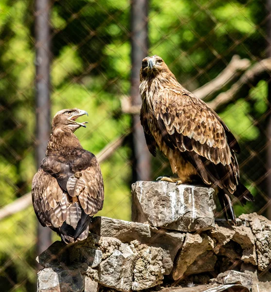 Pájaro Presa Está Sentado Árbol Hojas Verdes Verano —  Fotos de Stock