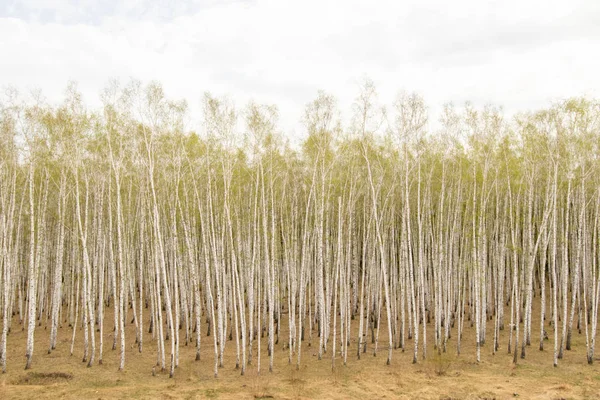 Árboles Abedul Bosque Hierba Primavera Temprana Paisaje Bosque Área — Foto de Stock