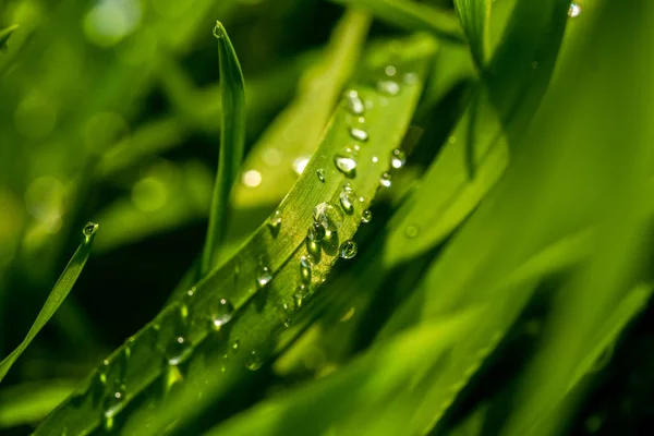 Erba Verde Con Gocce Pioggia Primo Piano Paesaggio — Foto Stock