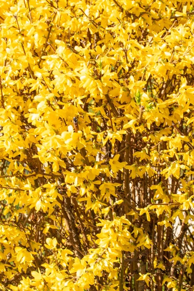 Planten Bloemen Van Geel Mimosa Close — Stockfoto