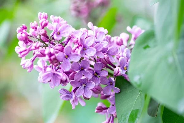 Purple Flowers Lilac Spring Nature — Stock Photo, Image