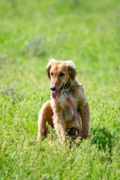Pies Polowania Natura Zielone Pole Lato — Zdjęcie stockowe