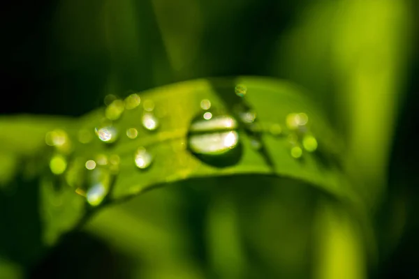 Erba Verde Con Gocce Pioggia Primo Piano Paesaggio — Foto Stock