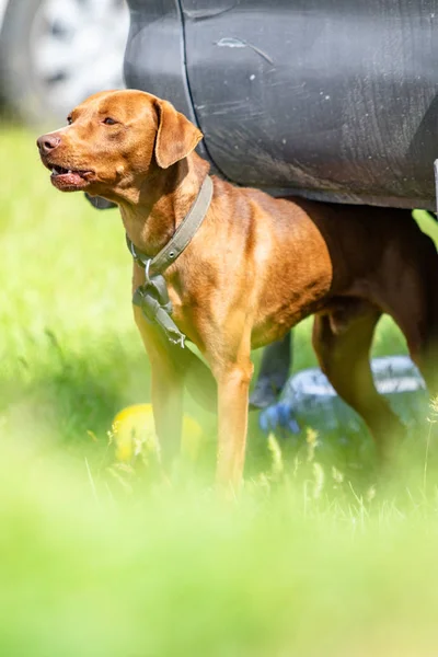 Der Jagende Rote Hund Läuft Auf Einem Grünen Gras Sommergrüne — Stockfoto