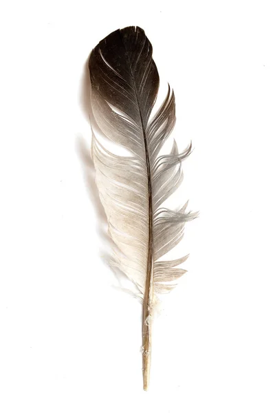 Перо Птицы Белом Фоне — стоковое фото