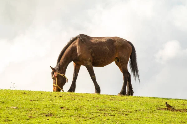 Лошадь Зеленом Лугу Против Голубого Неба — стоковое фото