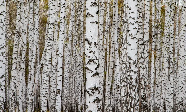 Erdő Textúra Fehér Nyírfa Mint Háttér — Stock Fotó