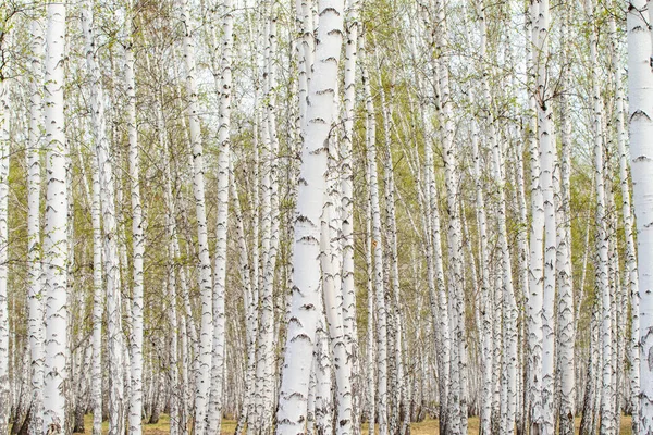 White birch trees forest background, spring.