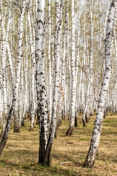 Björk Träd Skogs Gräs Tidig Vår Landskap Skogsområde — Stockfoto