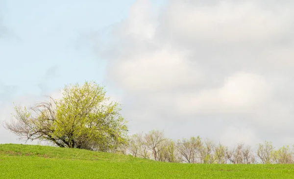 Landschap Groene Veld Heuvels Hemel Met Wolken — Stockfoto