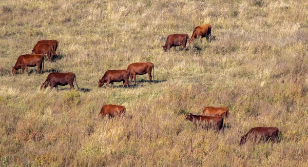 Корови Пасовищі Суха Жовта Трава Восени — стокове фото
