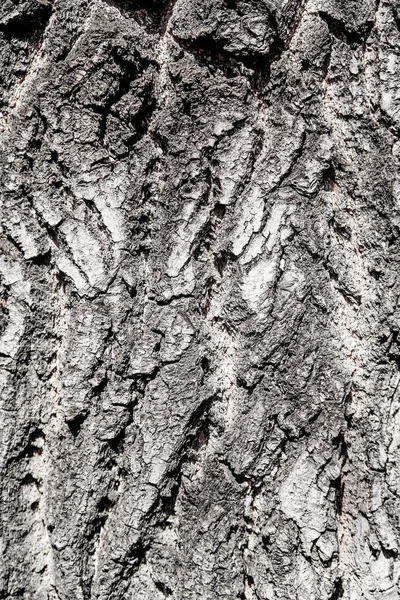 Textur Trä Bakgrund Träd Bark — Stockfoto