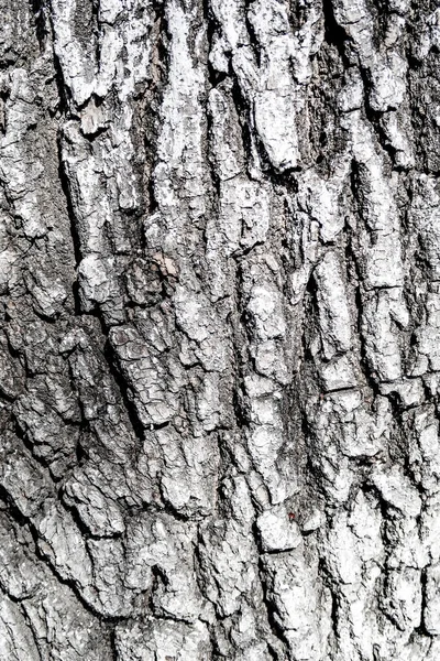 Textura Fundo Madeira Casca Árvore — Fotografia de Stock