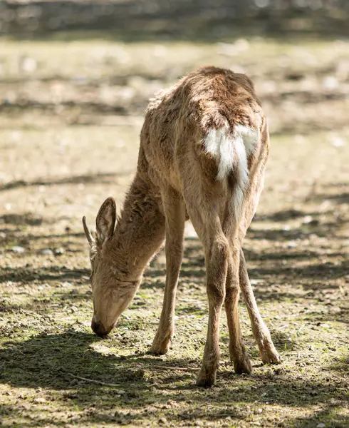 Cervo Sul Terreno Asciutto Estate — Foto Stock