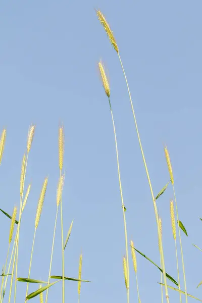 Spitze Des Wilden Weizens Gegen Den Blauen Himmel — Stockfoto