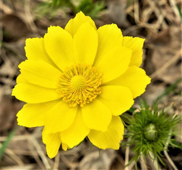 Primavera Flor Amarela Adonis Género Botânico Pertencente Família Buttercup — Fotografia de Stock