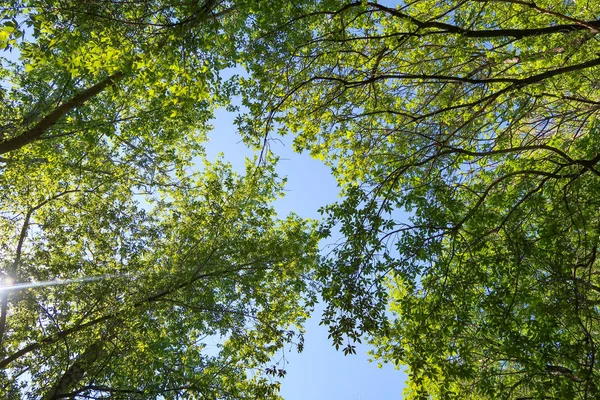 Hojas Verdes Árboles Vista Desde Abajo Contra Cielo Azul Naturaleza — Foto de Stock