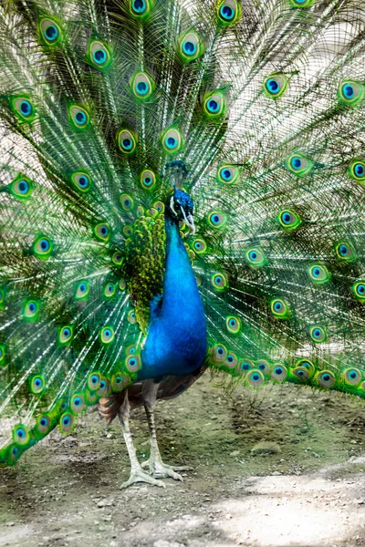 Peacock Fågel Sprider Sin Vackra Svans Natur Fågel Påfågel — Stockfoto