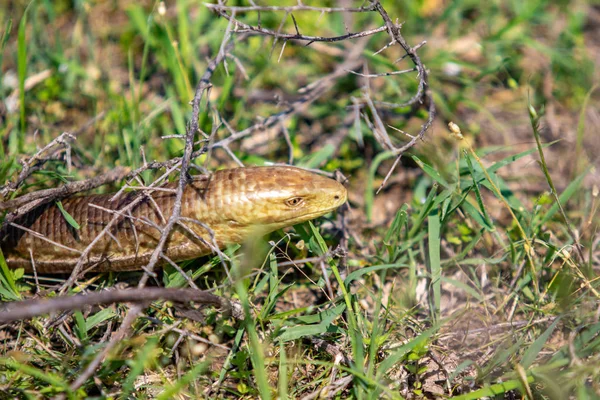 Hlava Hada Žlutá Zelená Tráva — Stock fotografie