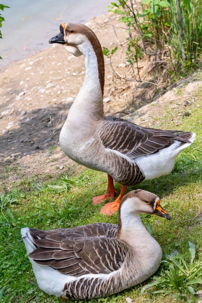 Goose Gray Close Groen Gras Natuur Vogel Grijze Gans — Stockfoto
