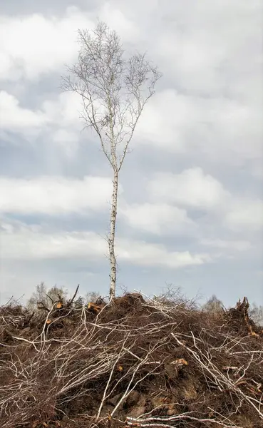 Abedul Fondo Del Bosque Derribado Nubes Cielo Destrucción Ecología Naturaleza —  Fotos de Stock