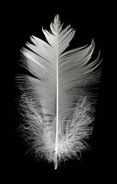Weiße Schwanenfeder Auf Schwarzem Hintergrund Der Luft Abstrakte Weiße Federn — Stockfoto