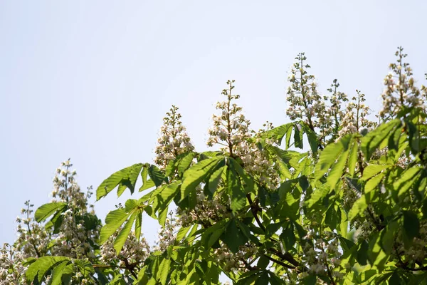 緑の葉を持つ白い栗の花 — ストック写真