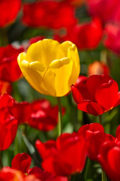 Flores Tulipa Brilhantes Natureza Campo — Fotografia de Stock