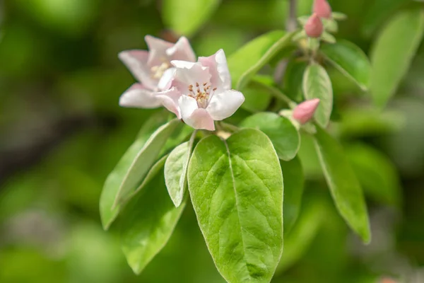 Flores Blancas Membrillo Hojas Verdes Naturaleza Primavera — Foto de Stock