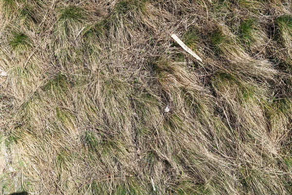 Dry Grass Spring Landscape Background — Stock Photo, Image