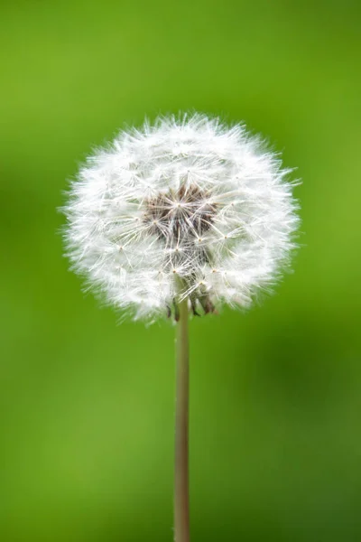 在模糊的背景上的白色蓬松的蒲公英花 — 图库照片