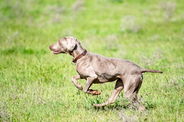 Caza Perros Naturaleza Campo Verde Verano — Foto de Stock