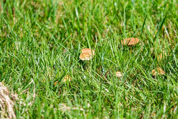 Mushrooms View Green Grass Spring Landscape — Stock Photo, Image