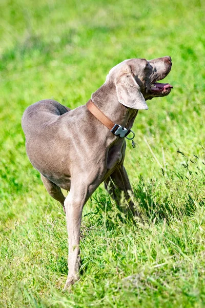 Dog Hunting Nature Green Field Summer — Stock Photo, Image