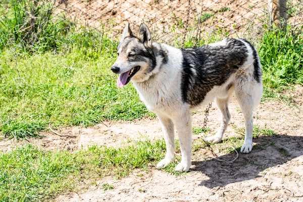 Dog Hunting Nature Green Field Summer — Stock Photo, Image