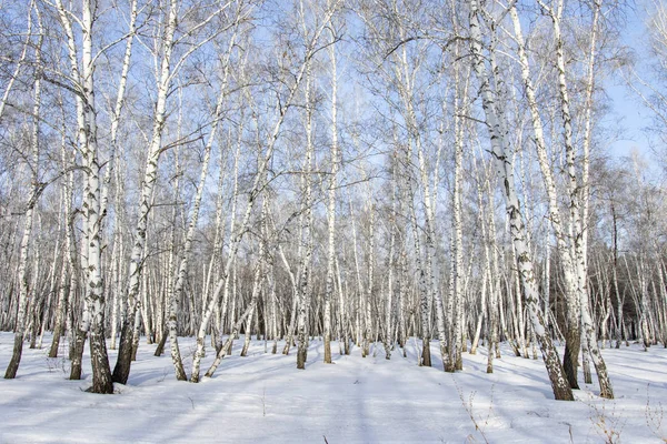 Björk Skog Vinterlandskap — Stockfoto