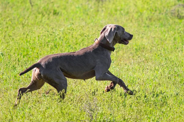 Perro Caza Corre Busca Presas Hierba Verde Paisaje Primavera — Foto de Stock