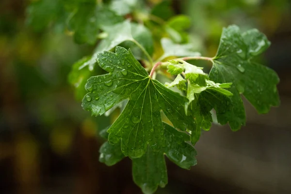 绿叶上的雨滴 — 图库照片