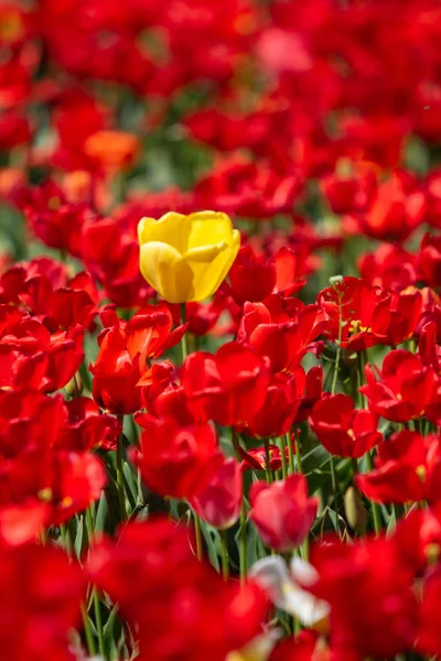 Bright Tulip Flowers Field Nature — Stock Photo, Image