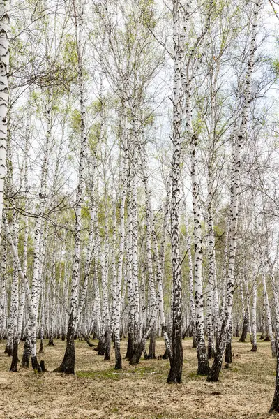 Bouleaux Herbe Forestière Début Printemps Paysage Zone Forestière — Photo