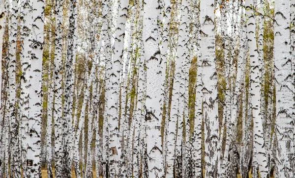 Bostextuur Witte Berkenbomen Als Achtergrond — Stockfoto