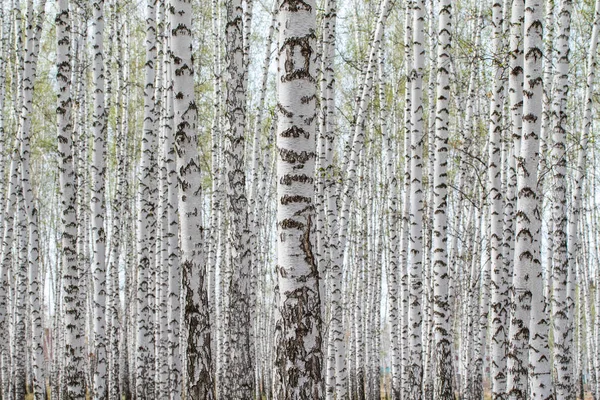 Árboles Abedul Bosque Hierba Primavera Temprana Paisaje Bosque Área —  Fotos de Stock