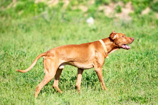 Cão Vermelho Caça Corre Uma Grama Verde Prado Verde Verão — Fotografia de Stock