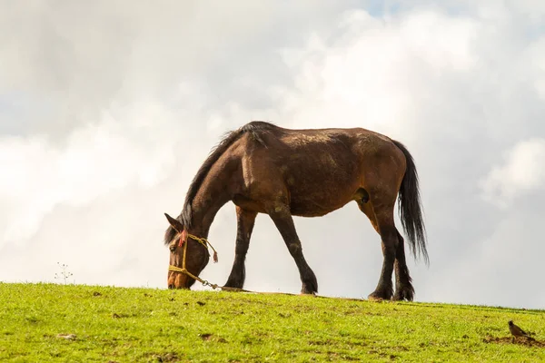 青い空に対する緑の草原の馬 — ストック写真
