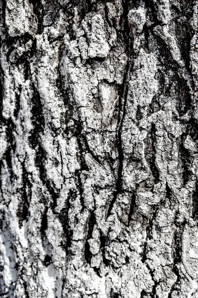 Textura Fundo Madeira Casca Árvore — Fotografia de Stock