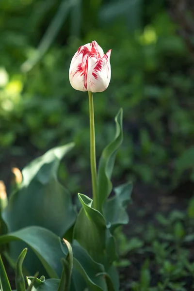 Fleurs Tulipes Lumineuses Nature Des Champs — Photo