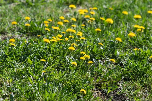 Zelenožluté Květy Zelené Trávě Jarní Krajině — Stock fotografie