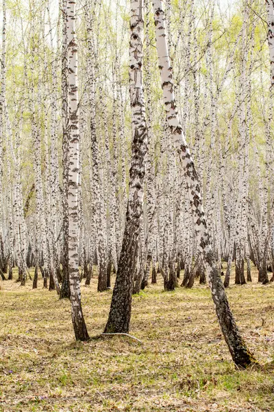 Березовые Деревья Лесная Трава Ранней Весной Ландшафтный Лес — стоковое фото